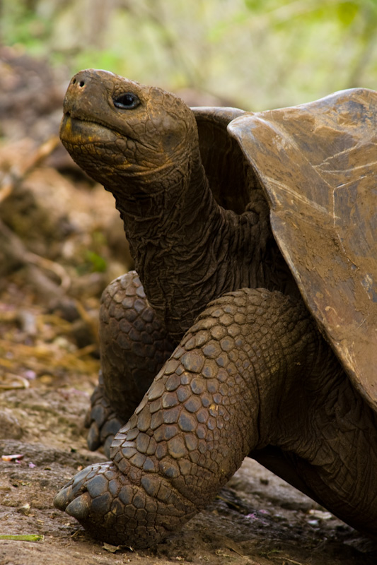 Galápagos Tortoise